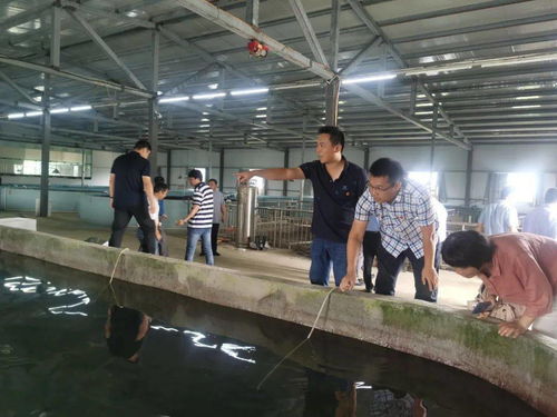 雙十 行動支部丨科技幫扶增添動力 黨建助推鄉(xiāng)村振興